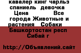  кавалер кинг чарльз спаниель -девочка › Цена ­ 45 000 - Все города Животные и растения » Собаки   . Башкортостан респ.,Сибай г.